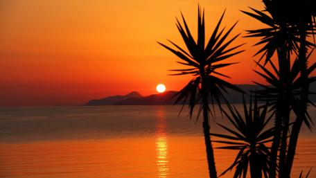 Sunset Serenity with Palm Silhouettes Against Orange Sky wallpaper