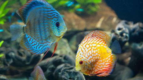 Vibrant Underwater Symphony of Colorful Fishes wallpaper