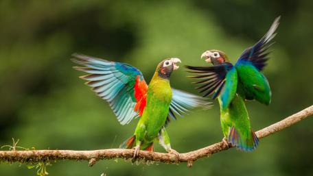 Colorful Parrots in Lively Conversation on a Branch wallpaper