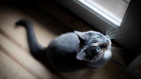 Please, open the door! wallpaper
