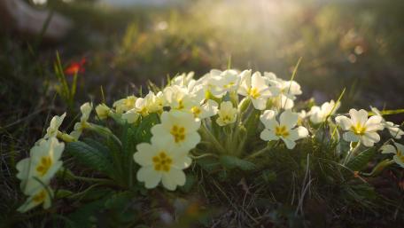 Delicate Primulas Blooming in Spring Sunshine wallpaper