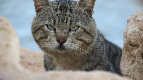 Majestic Striped Cat by the Rocks wallpaper
