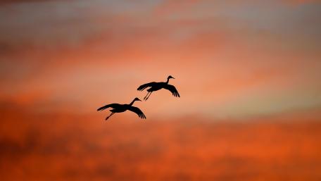 Flying birds silhouette wallpaper