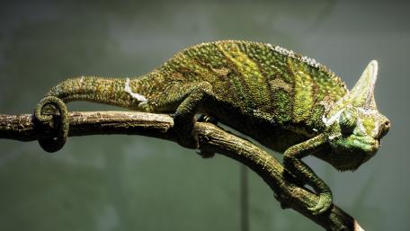 Veiled chameleon wallpaper