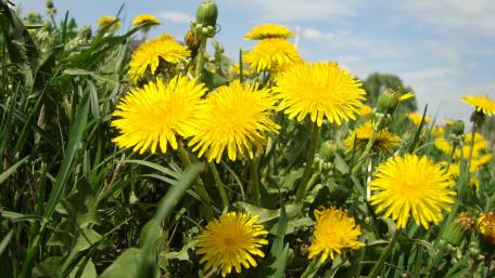 Bright Dandelions in Blooming Fields wallpaper