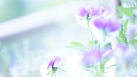 Enchanting Blurred Blossoms in Lavender Hues wallpaper