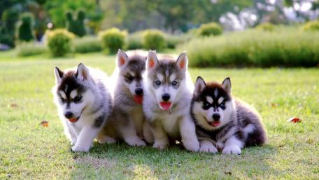 Husky puppies wallpaper