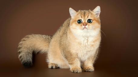 Golden Feline Charm in 4K wallpaper