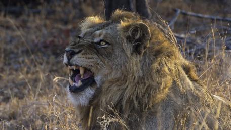 Majestic Lion in the Wild Scene wallpaper
