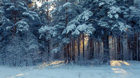 Winter's Embrace in the Forest wallpaper