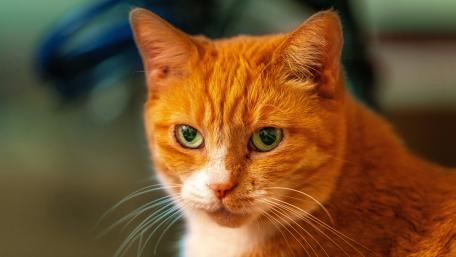 Vibrant Red Cat Portrait in 4K Quality wallpaper