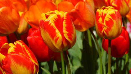 Vibrant Tulips in Full Bloom Inspired by Nature's Beauty wallpaper