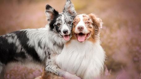 Australian Shepherds wallpaper