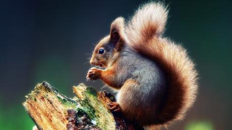 Cute Squirrel in Nature's Embrace wallpaper