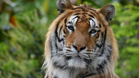 Majestic Tiger Staring Intently in Nature wallpaper