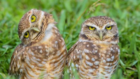 Charming Owls Captivating Nature Scene wallpaper