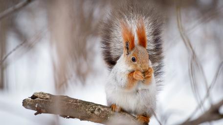 Winter Wonderland Squirrel Scene wallpaper