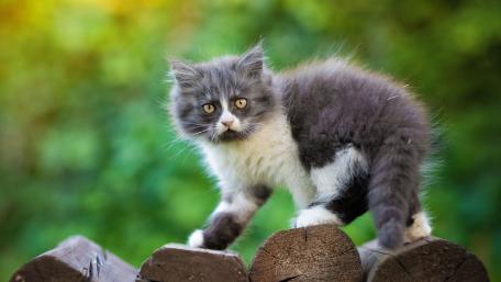 Adorable Grey and White Kitten on Logs wallpaper