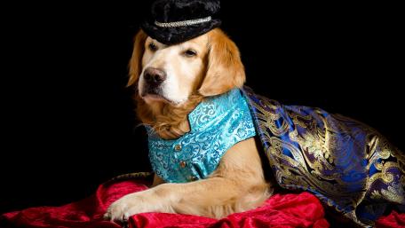 Stylishly Dressed Golden Retriever Dog Wallpaper wallpaper
