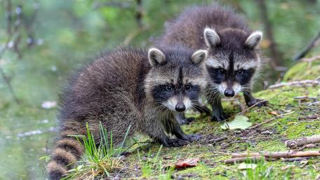 Baby raccoons wallpaper