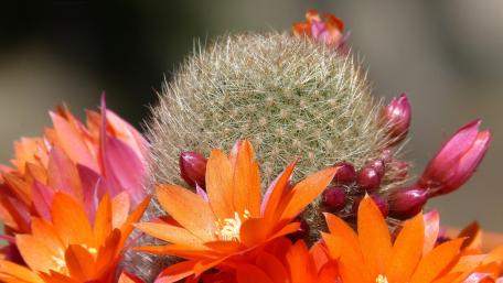 Vibrant Cactus Blossoms in Full Bloom wallpaper