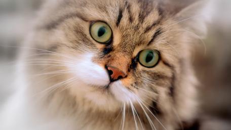 Majestic Gaze of a Fluffy Feline wallpaper