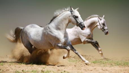 Galloping Spirits in Dusty Plains wallpaper