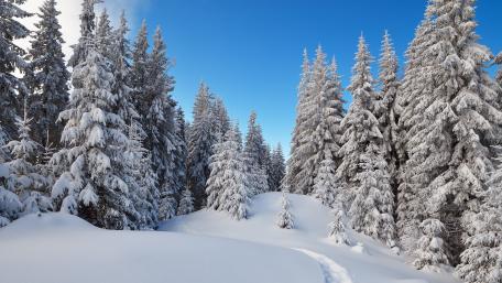 Winter Wonderland in a Snowy Pine Forest wallpaper