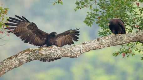 Majestic Eagles in Their Natural Habitat wallpaper