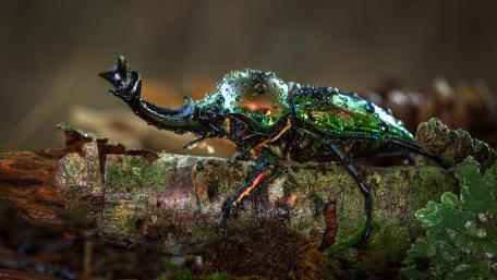 Stag beetle wallpaper