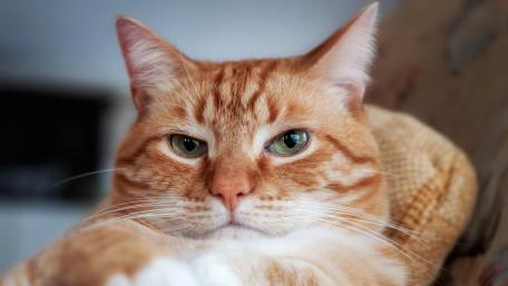 Ginger Cat Stare in 4K wallpaper