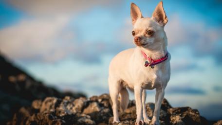 Charming Chihuahua on Rocky Terrain wallpaper