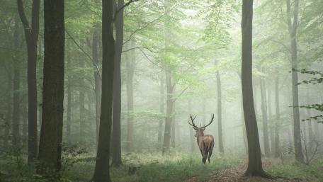 Majestic Stag in Serene Forest wallpaper