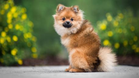 Pomeranian Spitz wallpaper