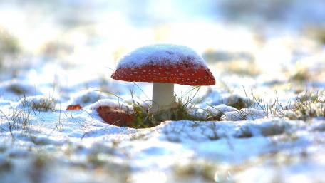 Enchanting Mushroom in Winter Wonderland wallpaper