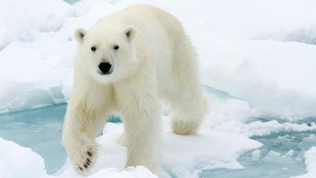 Polar Bear's Arctic Stroll in Stunning 4K wallpaper