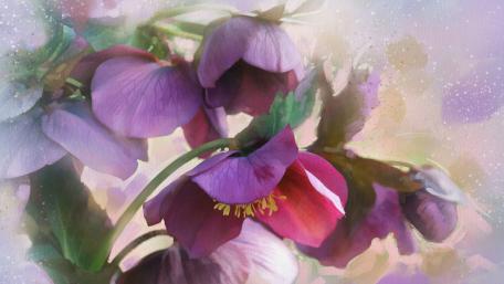 Elegant Purple Blooms in Soft Pastel Hues wallpaper