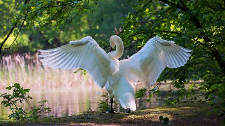 White Swan wallpaper