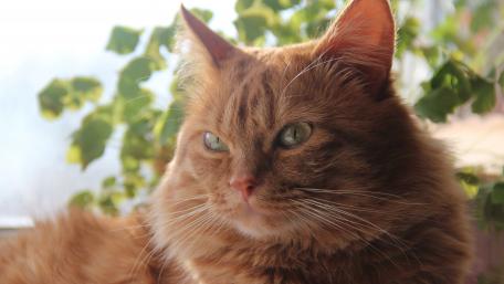 Majestic Ginger Cat Amidst Greenery wallpaper