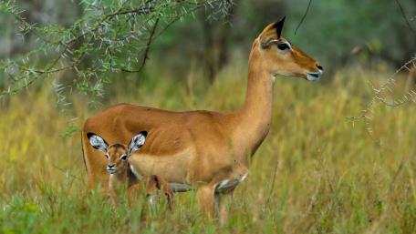 Majestic Antelope Family in Grassland Scene wallpaper