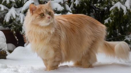 Golden Cat in Winter Wonderland Scene wallpaper