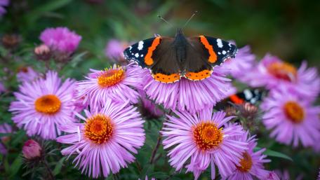 Butterfly on Vibrant Blooms in 4K Detail wallpaper