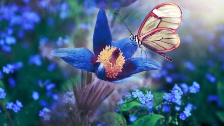 Butterfly Bliss on Blue Blossom Wall Art 4K wallpaper