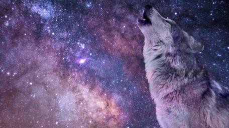 Wolf Howling wallpaper
