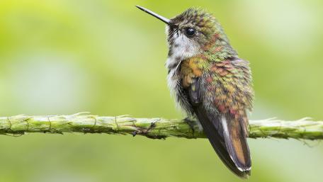 Vibrant Little Bird Perched on a Twig wallpaper