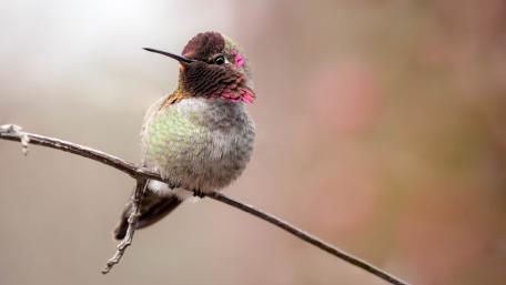 Charming Little Bird on a Twig wallpaper