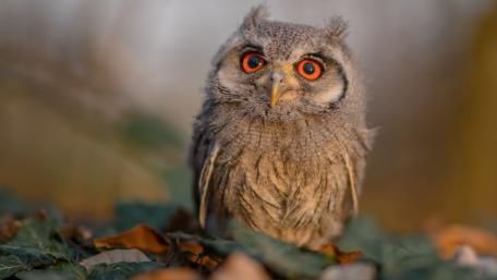 Little owl wallpaper