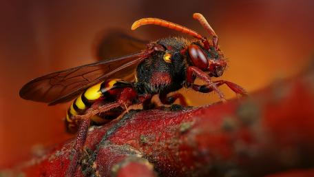 Wasp wallpaper