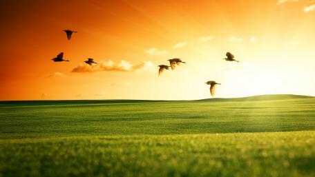 Graceful Birds in a Golden Sunset wallpaper