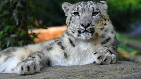 Majestic Snow Leopard Relaxing in Nature wallpaper